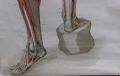 21 muskelfigur detail.png